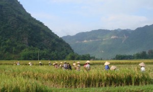 Mai Chau paddy fields