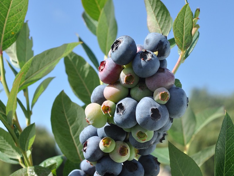 blueberries