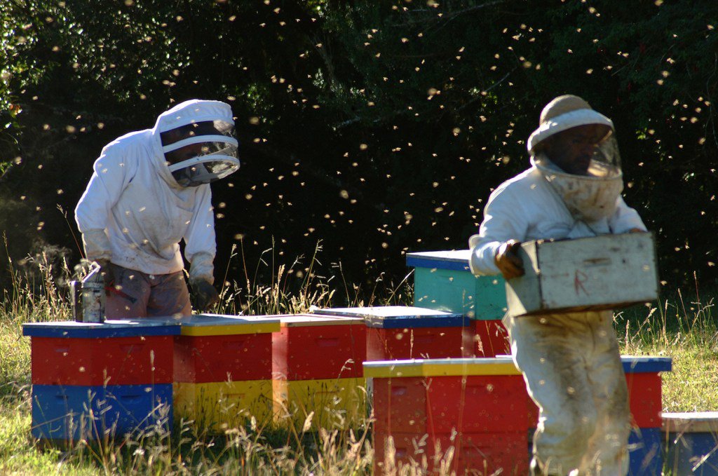 Honey, Blueberries & Dreams: The life of a Chilean Beekeeper