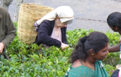 Ann picking tea