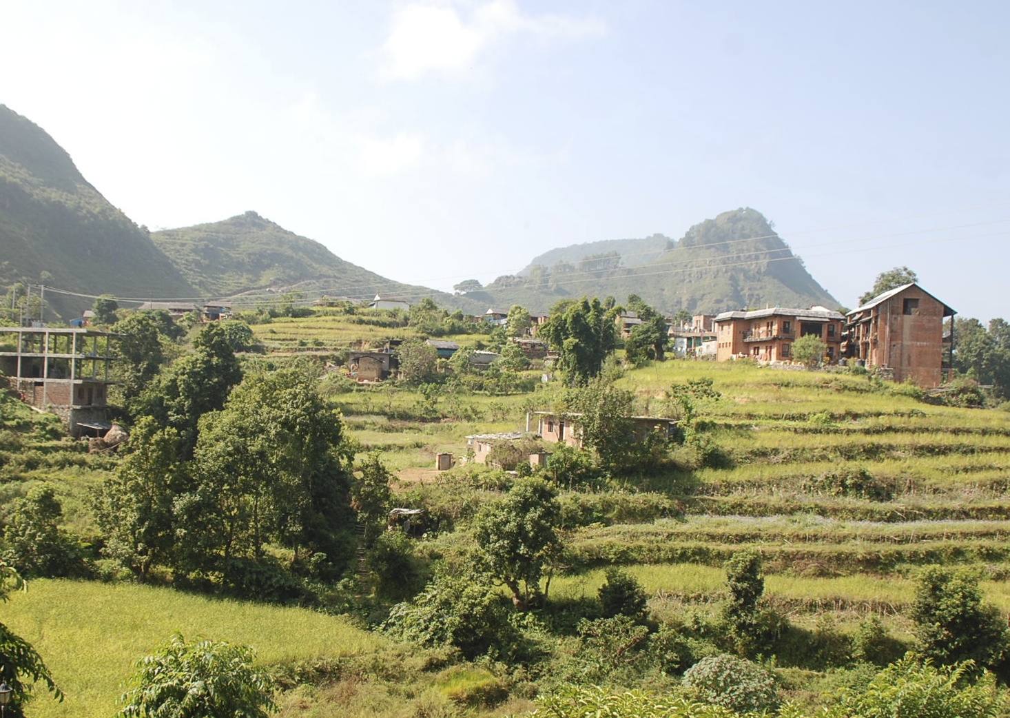 Rice Fields