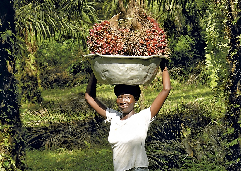 palm oil picker 3