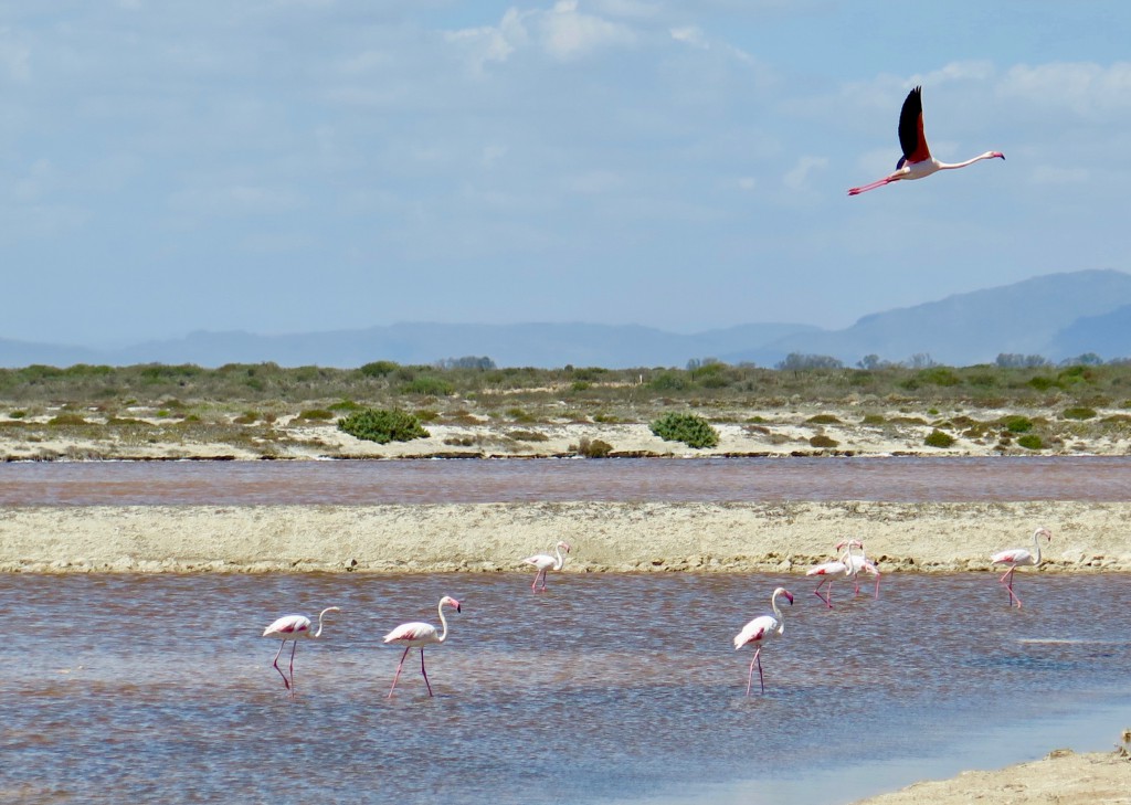 Khoisan Flamingoes