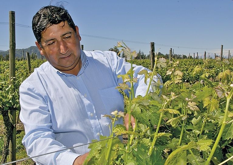 Checking the grapes.jpg - Chile - Meet the People Tours