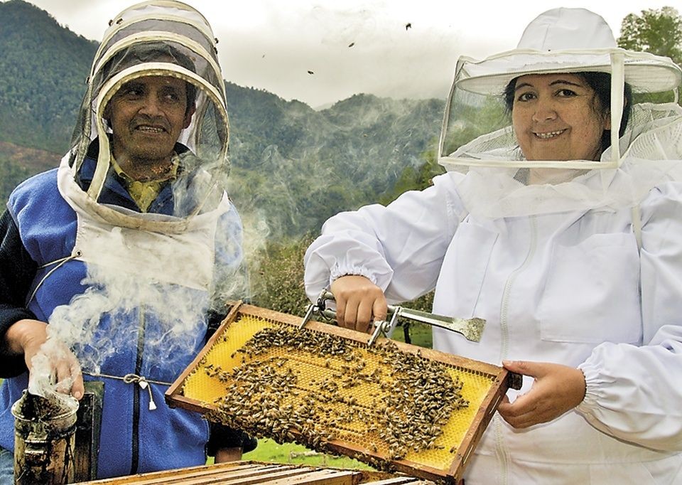 Collecting Honey.jpg - Chile - Meet the People Tours