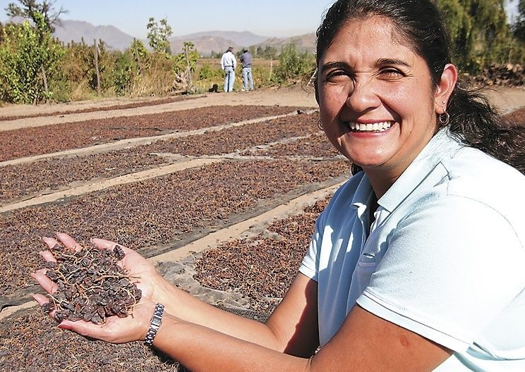 Drying the grapes.jpg - Chile - Meet the People Tours