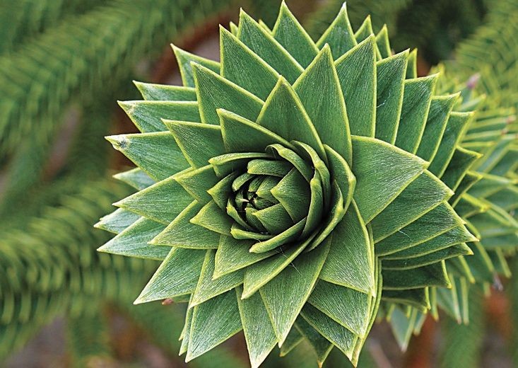 Monkey Puzzle Tree.jpg - Chile - Meet the People Tours