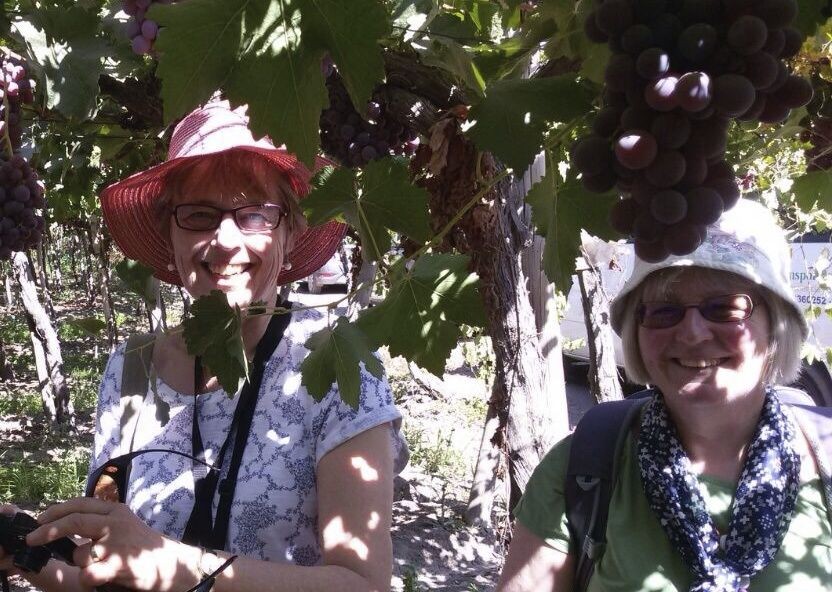 Picking Grapes.jpg - Chile - Meet the People Tours