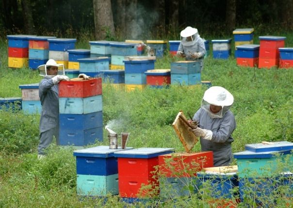 Beehives.jpg - Chile - Meet the People Tours