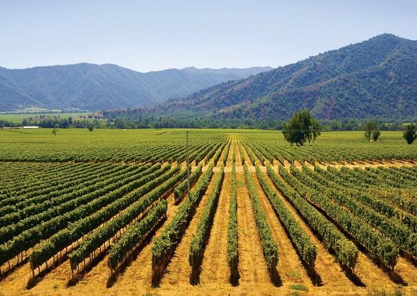 Chile Vinyards.jpg - Chile - Meet the People Tours