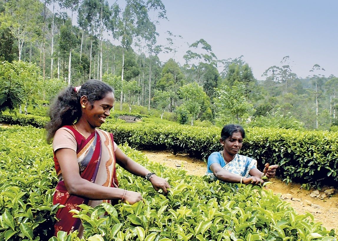 Tea Picking.jpg - Sri Lanka - Meet the People Tours