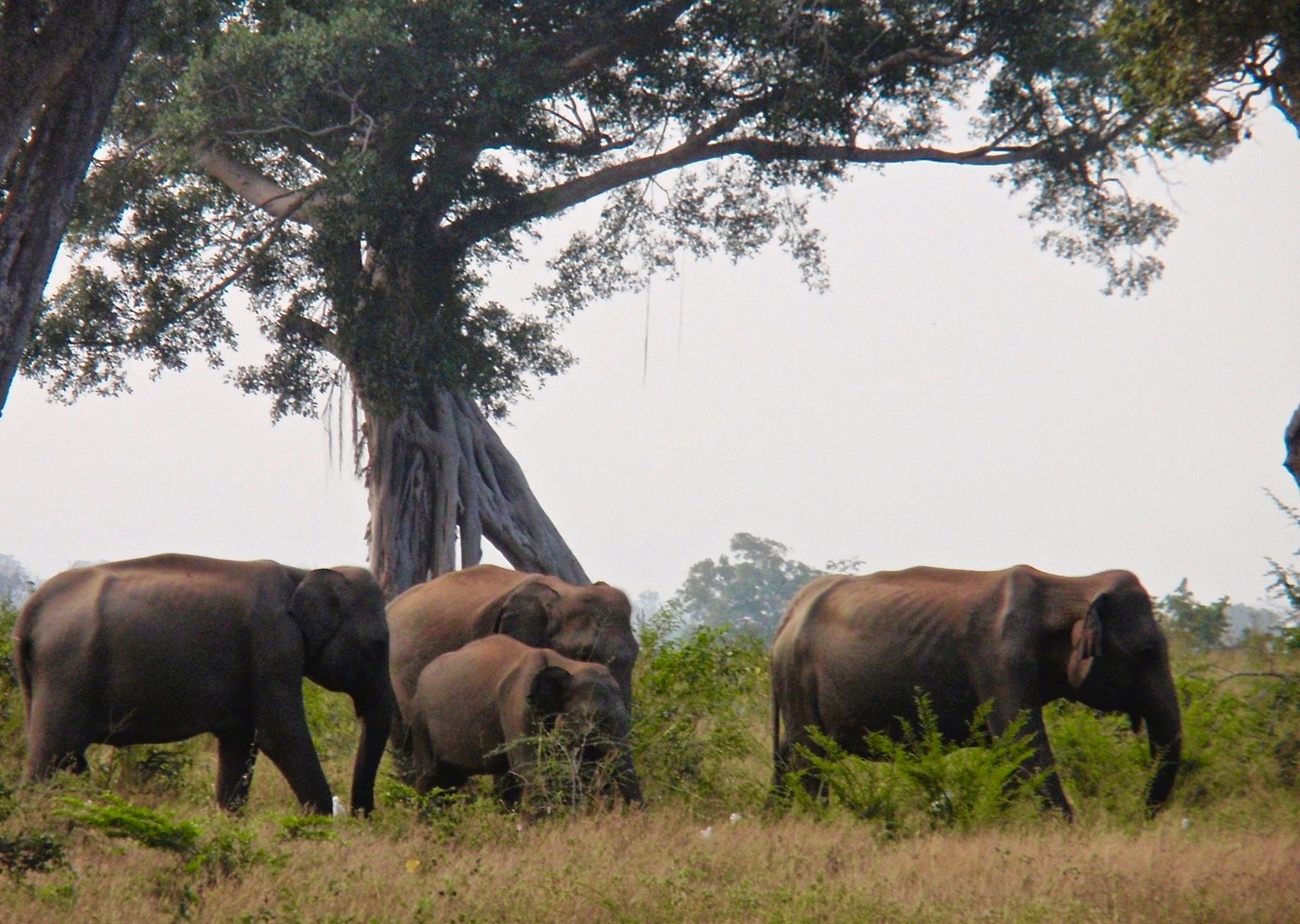 Wild Elephants.jpg - Sri Lanka - Meet the People Tours