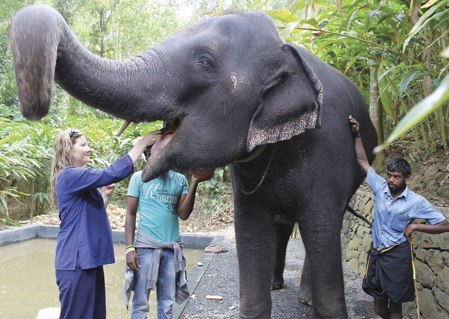 Elephant.jpg - Southern India - Meet the People Tours