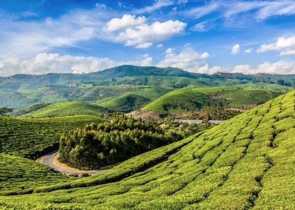 Kerala Tea Estate.jpg - Southern India - Meet the People Tours