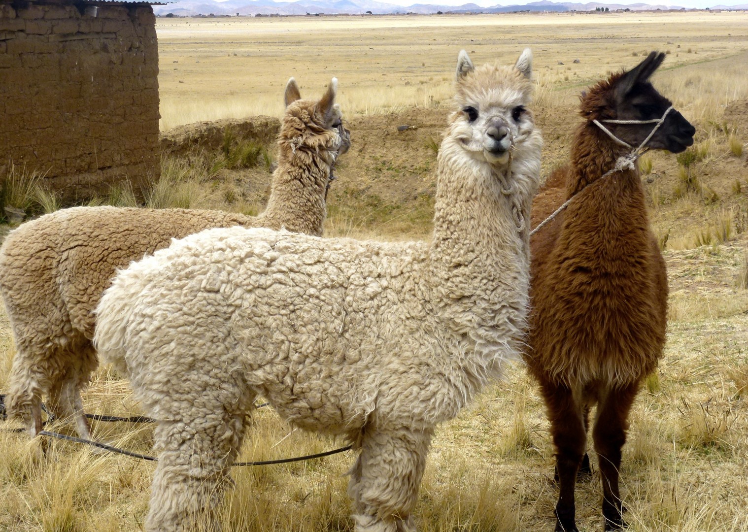 Alpaca.jpg - Peru - Meet the People Tours