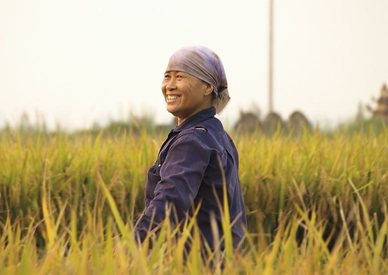 Rice Farmers.jpg - Vietnam - Meet the People Tours