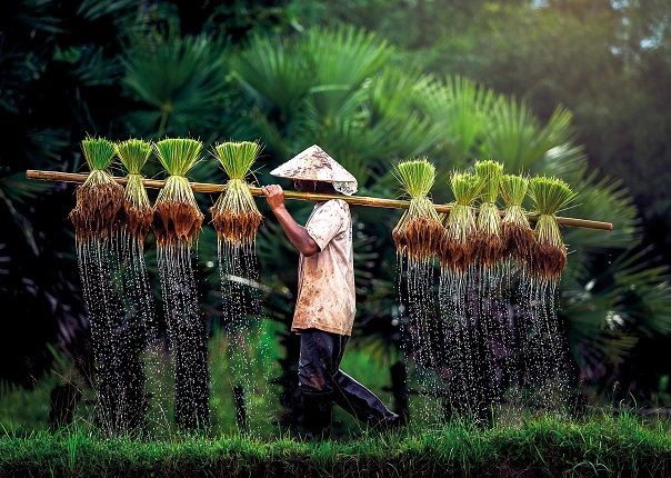 Vietnam Rice Paddy.jpg - Vietnam - Meet the People Tours