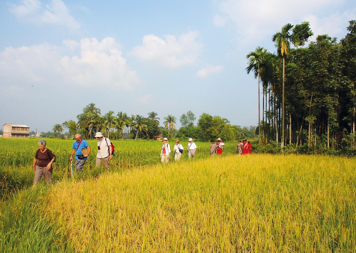 Paddy fields.jpg - Northern India - Meet the People Tours