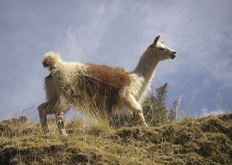 Llama.jpg - Inca Trails in Peru - Meet the People Tours