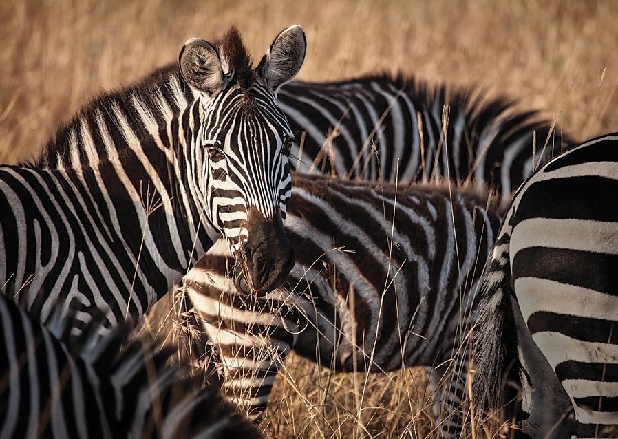 Zebras - Malawi - Meet the People Tours