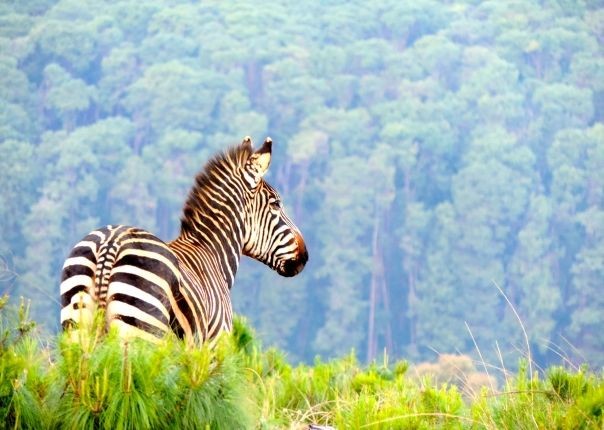 Zebra at Nyika - Malawi - Meet the People Tours