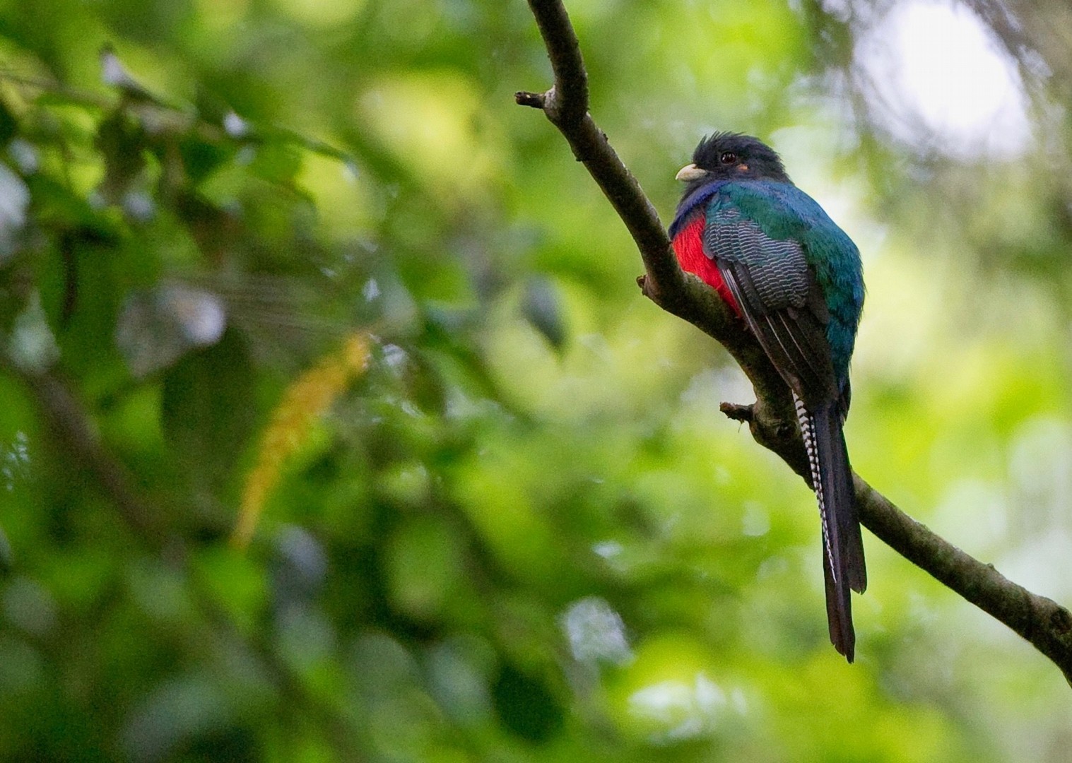 Nikya Bird.jpg - Malawi - Meet the People Tours