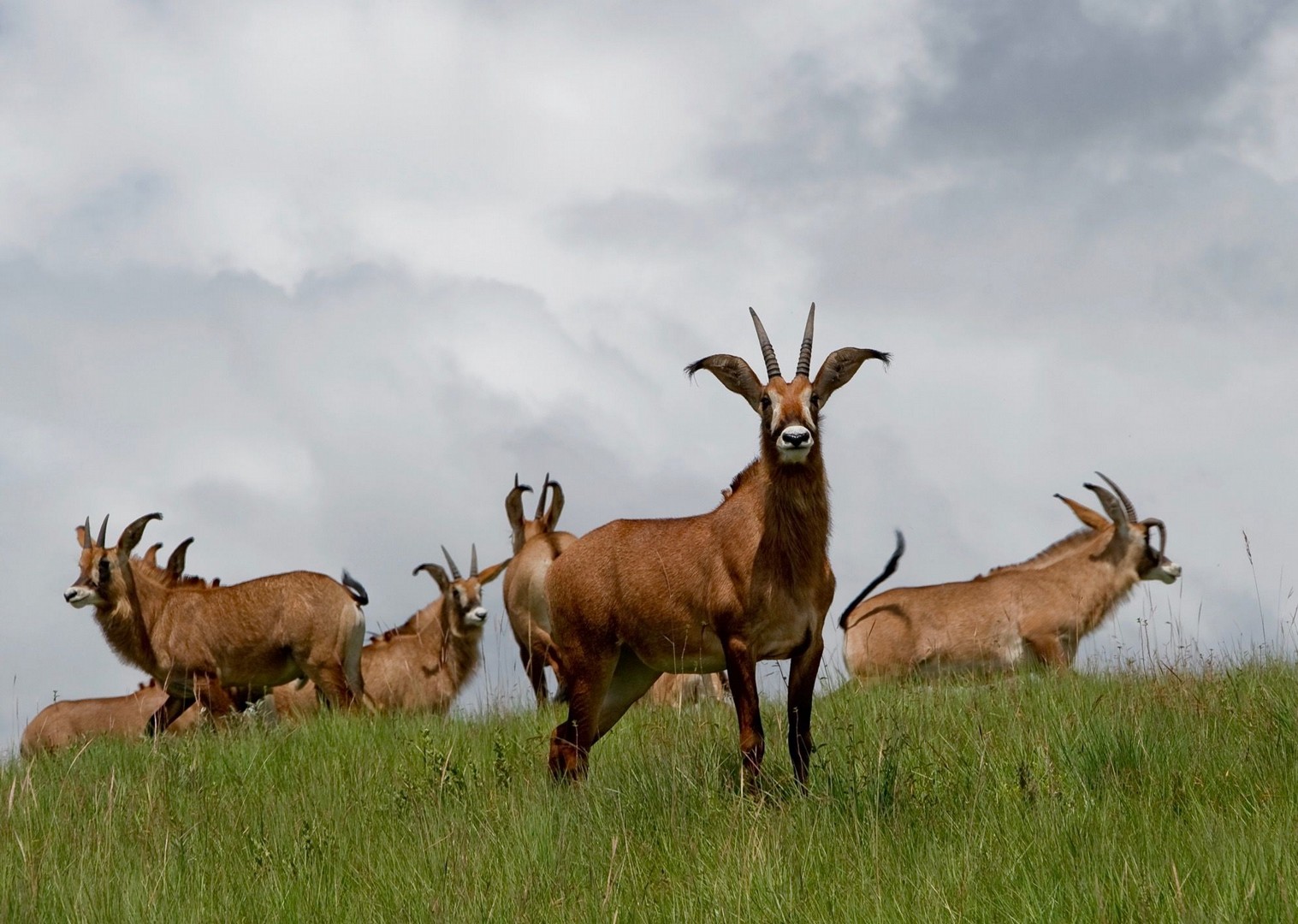 Nyika.jpg - Malawi - Meet the People Tours