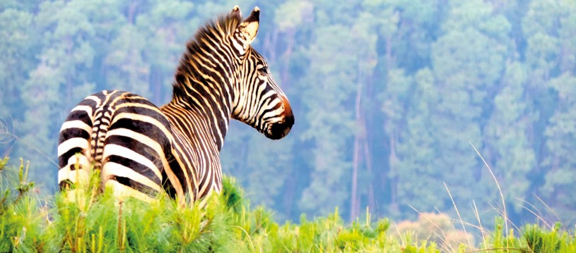 The warm heart of Africa. Travel off the beaten track to northern Malawi to visit coffee farmers in stunning scenery, surrounded by incredible wildlife and enjoy time exploring the shores of Lake Malawi