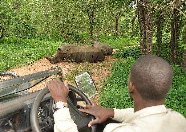 Mkhaya Rhinos - Eswatini (Swaziland) - Meet the People Tours