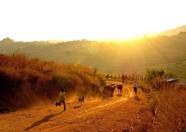 rural kids and cattle - Eswatini (Swaziland) - Meet the People Tours