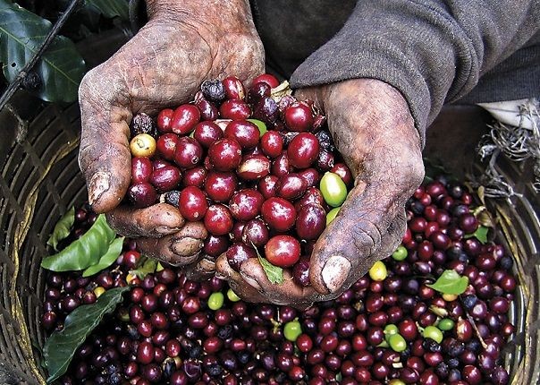 Coffee Cherries - Costa Rica - Meet the People Tours