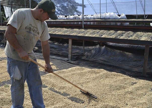 Drying the Coffee - Costa Rica - Meet the People Tours