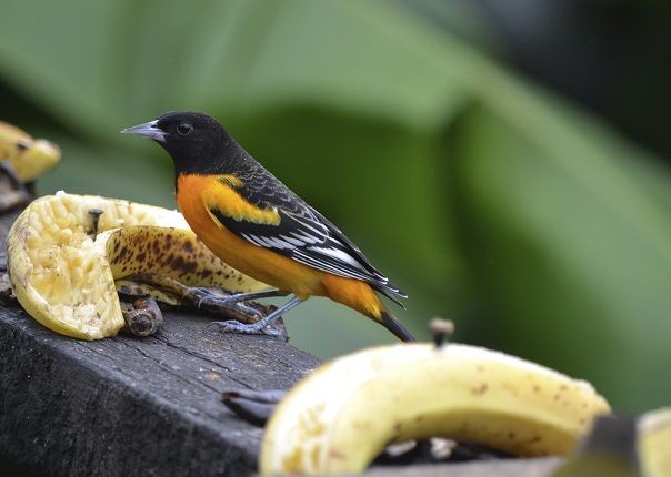 Birdlife - Costa Rica - Meet the People Tours