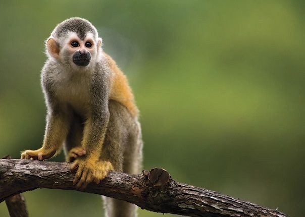Local Monkey - Costa Rica - Meet the People Tours