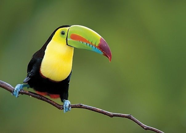 Toucan - Costa Rica - Meet the People Tours