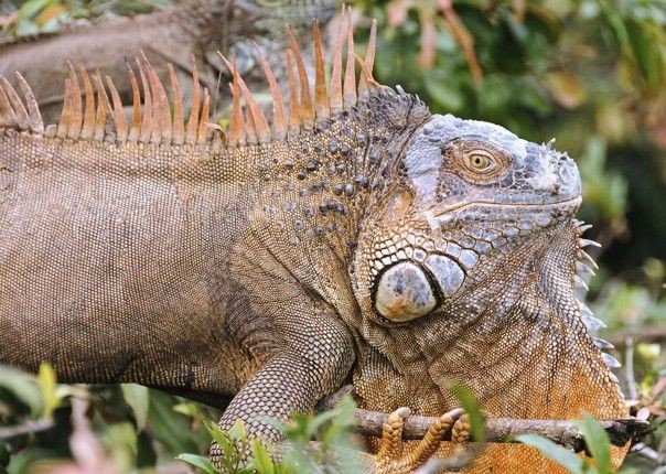 Iguana - Costa Rica - Meet the People Tours