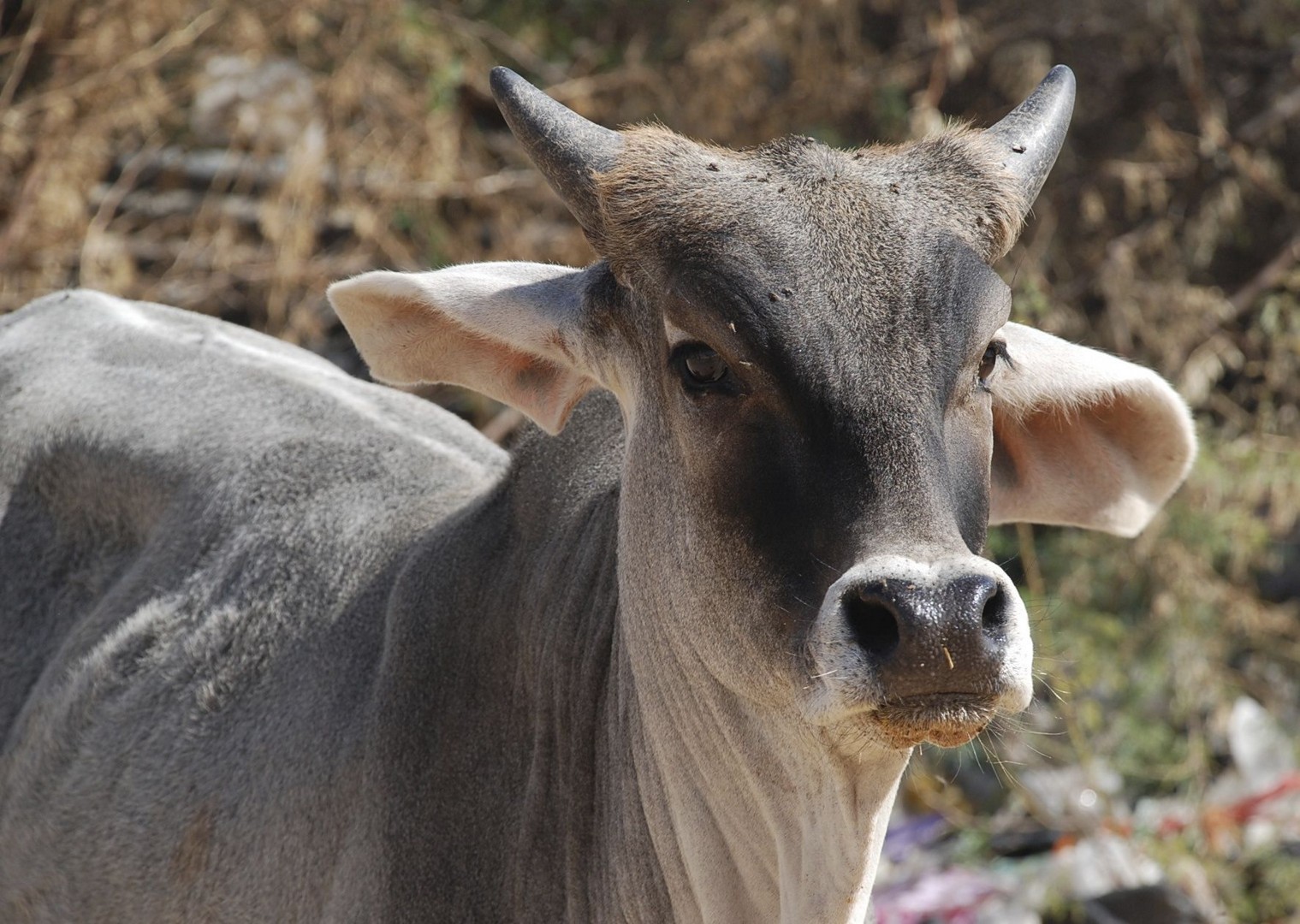 Holy Cow.jpg - Western India - Meet the People Tours