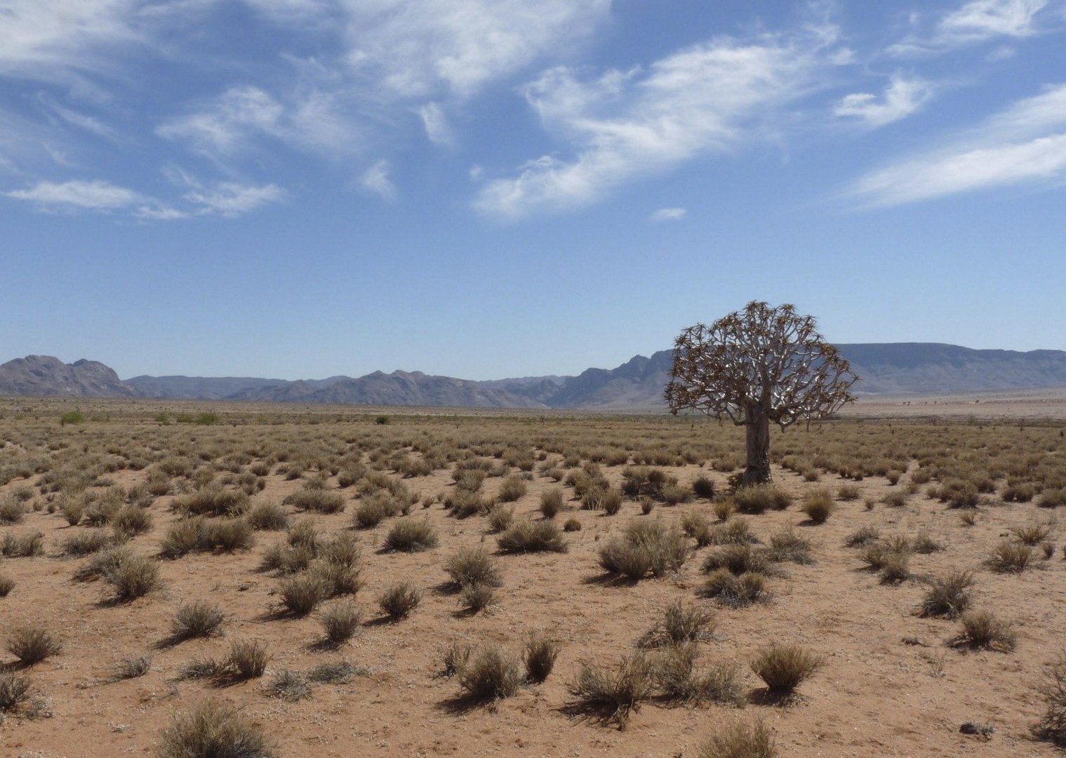 A Quiver Tree - South Africa - Meet the People Tours