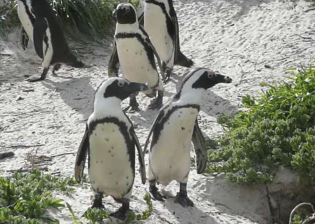 Penguins - South Africa - Meet the People Tours