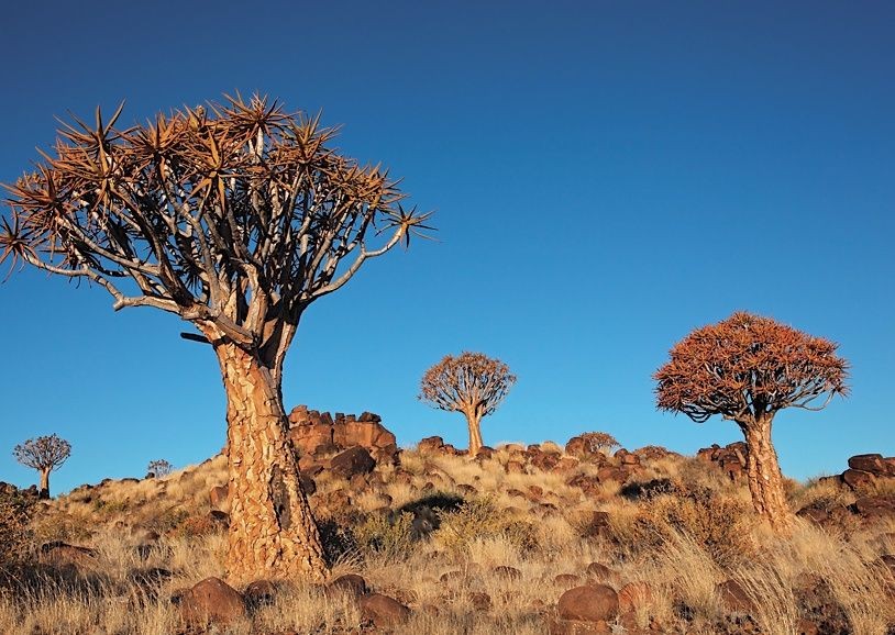 Quiver Trees - South Africa - Meet the People Tours